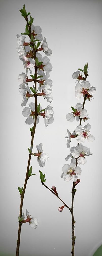 Cherry Blossom
